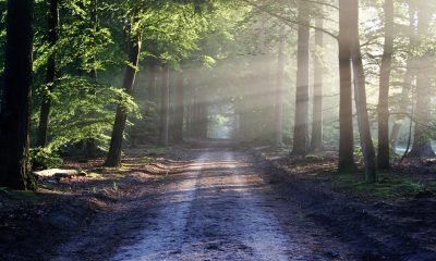 A tree in a forest Description automatically generated