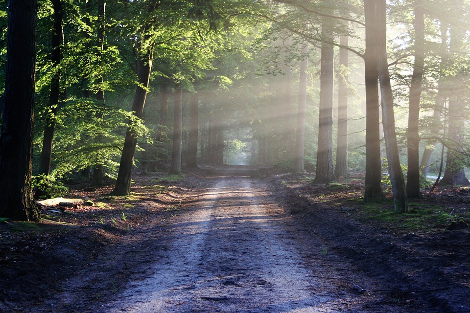 A tree in a forest Description automatically generated